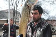 Гігантського сома виловили рибалки у Сирдар’ї (фото, відео) сома
