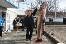 Гігантського сома виловили рибалки у Сирдар’ї (фото, відео) гігантського