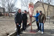 Гігантського сома виловили рибалки у Сирдар’ї (фото, відео) сома