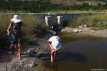 кричучий