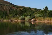 кусаючі