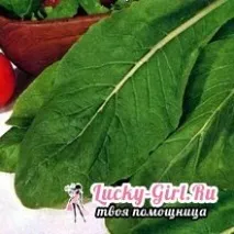 Гірчиця листова, вирощування гірчиці - Будьте здорові гірчиця