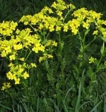 Гірчиця листова, вирощування гірчиці - Будьте здорові гірчиці