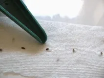 Як і чим приклеїти насіння моркви на папір відео - eТеплица приклеїти