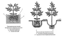 домати