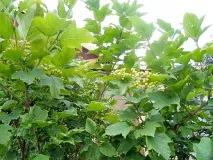Калина на дачній ділянці, де посадити і як калина