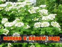 Калина у вашому саду - Блог про вирощування врожаю на дачі вашому