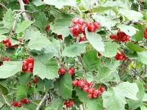 Калина на дачній ділянці, де посадити і як дачній