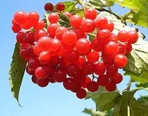 Калина у вашому саду - Блог про вирощування врожаю на дачі калина