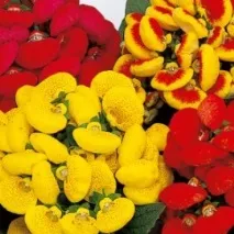 Кальцеолярія – догляд та вирощування квітки в домашніхумовах догляд
