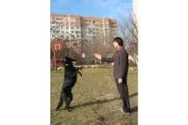 кучета