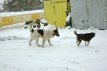 крака крака