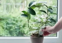 като пепел
