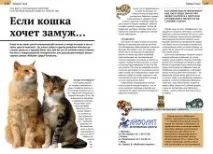 Якщо кішка хоче заміж – Центри ветеринарної медицини «Айболіт» заміж
