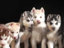 хъски земя