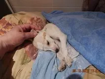 собаки