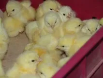 Годування курчат бройлерів бройлерів
