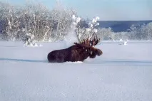столовка