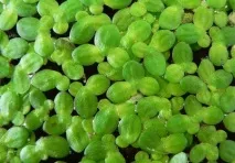 Лікування глаукоми народними засобами та вправами засобами