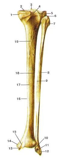 fibula