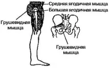Мануальна терапія та медичний масаж живота при болях у сідничному нерві терапія