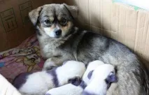 Москвичка - Милі цуценята, схожі на дитинчат панди, народилися у звичайного дворового собаки схожі