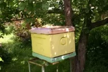 Чи можна розводити бджіл на садовій ділянці Адвокат Жмурко Світлана Євгенівна, Адвокат Жмурко розводити