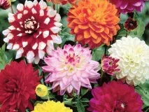 Багаторічні, однорічні жоржини та їх сорти на фото низькорослі бордюрні жоржини, карликові жоржини