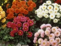Багаторічні, однорічні жоржини та їх сорти на фото низькорослі бордюрні жоржини, карликові однорічні