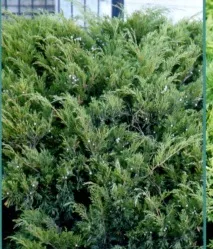 Ялівець козацький фото опису сорту посадка догляд фото