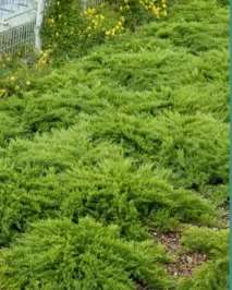 Ялівець козацький фото опису сорту посадка догляд фото