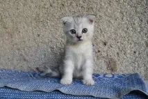 Потрібна думка спеціаліста, і не тільки спеціаліста
