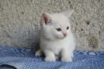 Потрібна думка спеціаліста, і не тільки думка