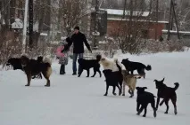Обережно, злий пес! злий