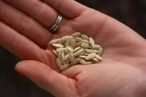 Огірки опис, сорти для відкритого ґрунту та теплиць, підготовка насіння, вирощування розсади, відкритого