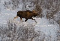Полювання на куріпку взимку взимку