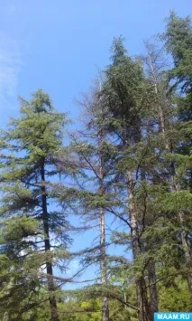 посещението дендропарка