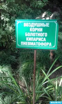 впечатления фото