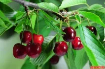 Чому засихають черешні дерева