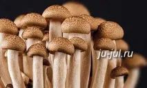 Корисні властивості грибів, Готуємо смачно готуємо