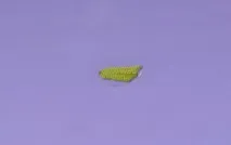 каштанів
