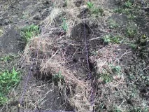 Допоможіть або як вберегти грядки грядки