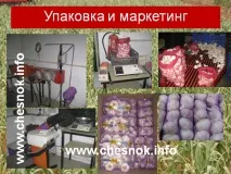 Післязбиральна обробка та зберігання часнику - Сажалка для часнику, комбайн для збирання часнику, обробка