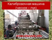 Післязбиральна обробка та зберігання часнику - Сажалка для часнику, комбайн для збирання часнику, післязбиральна