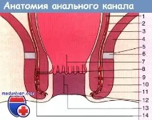 анална