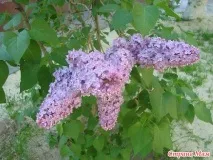 календар