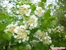 календар