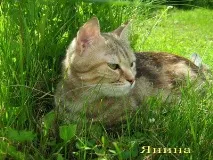 Представляємо породу породу