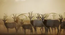 клієнтів