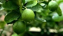 Рідкісні цитрусові та субтропічні плодові культури, Сад та город - інтернет журнал про дачу рідкісні